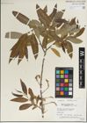 Foto von Salix laevigata Bebb